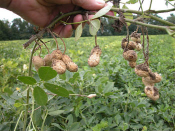 Бизнес-идея: выращивание арахиса