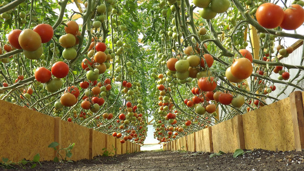 Выращивание помидоров в теплицах: особенности бизнеса